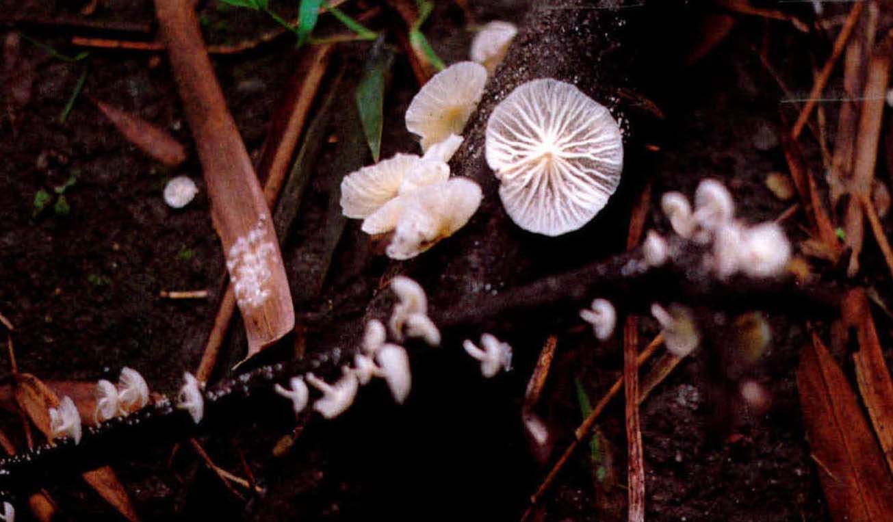 Marasmiellus candidus (Bolt.) Singer